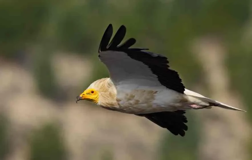 Mersin’de Küçük Akbabaların Yeni Yuvaları Tespit Edildi